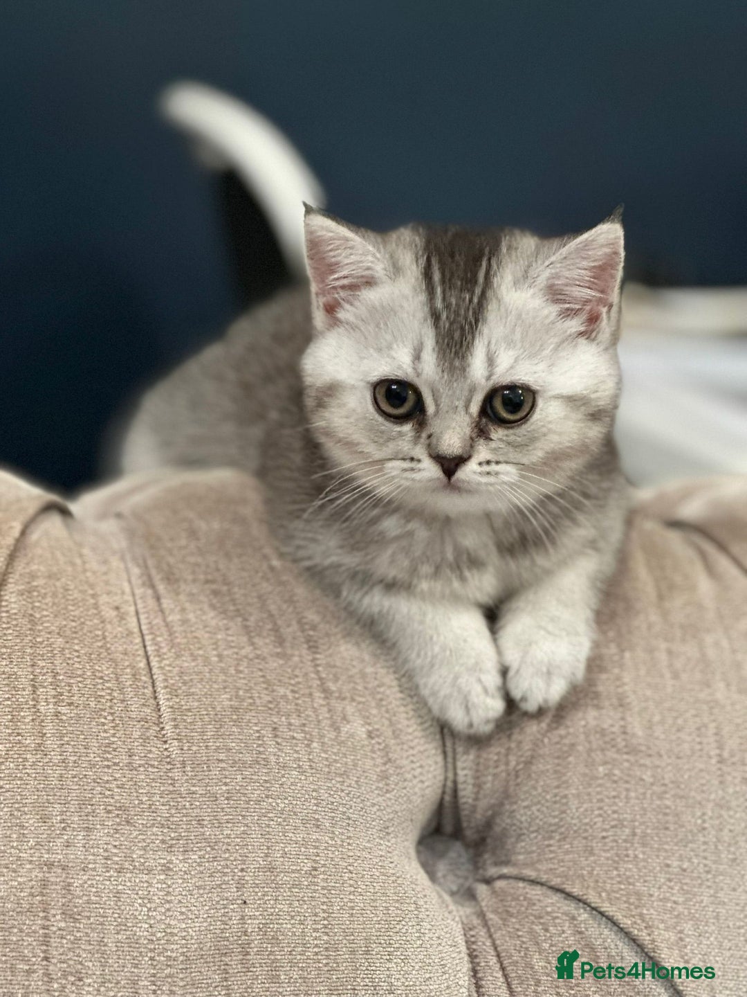 British Shorthair cats for sale: 😻Beautiful BSH Active GCF Kittens🌈 Ready Now! - Image 13