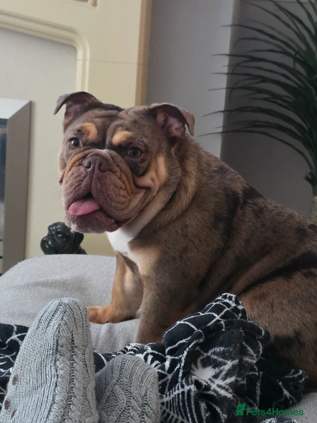 English Bulldog dogs for sale: Merle bulldog  in Merthyr Tydfil - Advert 1