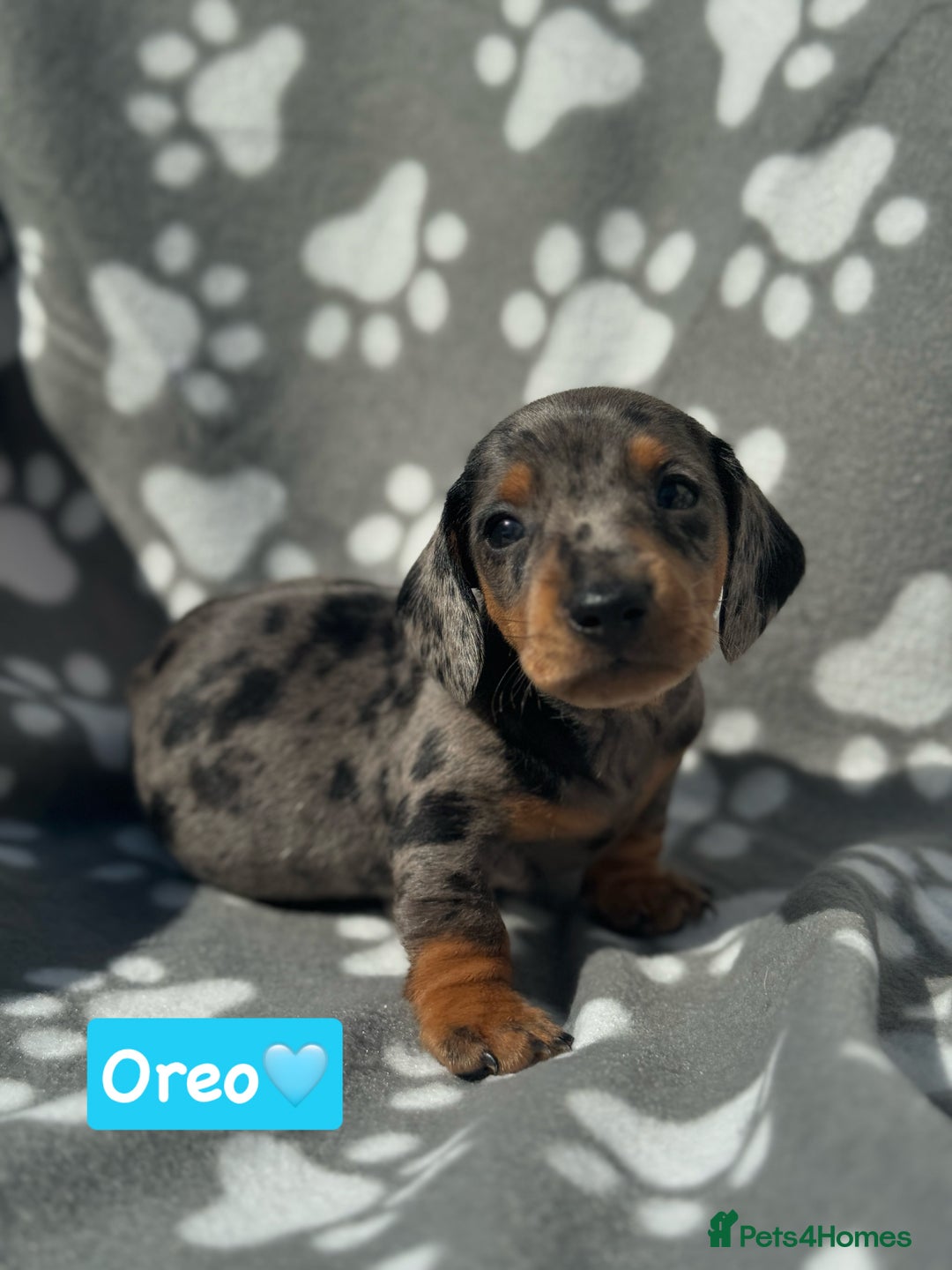 Miniature Dachshund dogs for sale: Miniature dachshund  - Image 8