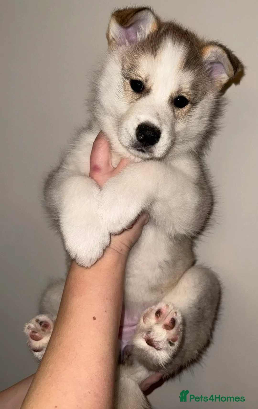 Mixed Breed dogs for sale: Border collie X Siberian husky pup - Advert 1