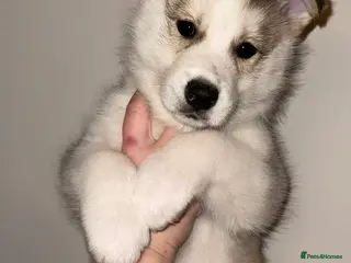 Mixed Breed dogs Border collie X Siberian husky pup - Advert 12