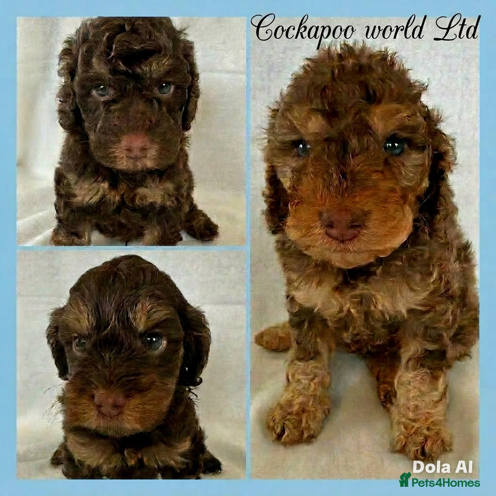 Cockapoo dogs DNA CLEAR, beautiful Cockapoo Pups,Ready 5th June  - Advert 3