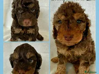 Cockapoo dogs DNA CLEAR, beautiful Cockapoo Pups,Ready 5th June - Advert 3