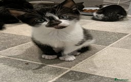 European cats for sale: Lovely kittens 😸 ****** 🏡  - Image 1