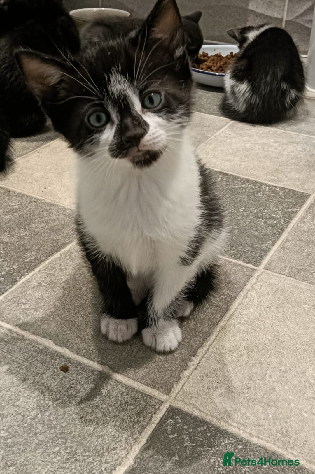 European cats for sale: Lovely kittens 😸 ****** 🏡  - Image 1