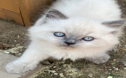 Ragdoll cats for sale: Ragdoll Kittens- 3 Bundles of fluff - Image 9