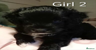 Cockapoo dogs Cockapoo - Advert 15