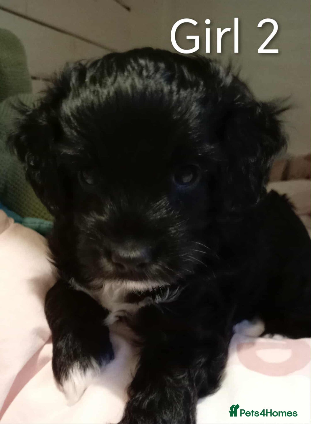 Cockapoo dogs for sale: Cockapoo - Advert 3