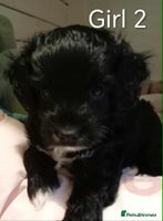 Cockapoo dogs Cockapoo - Advert 11