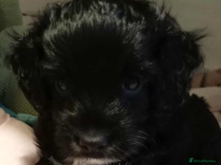 Cockapoo dogs Cockapoo - Advert 1