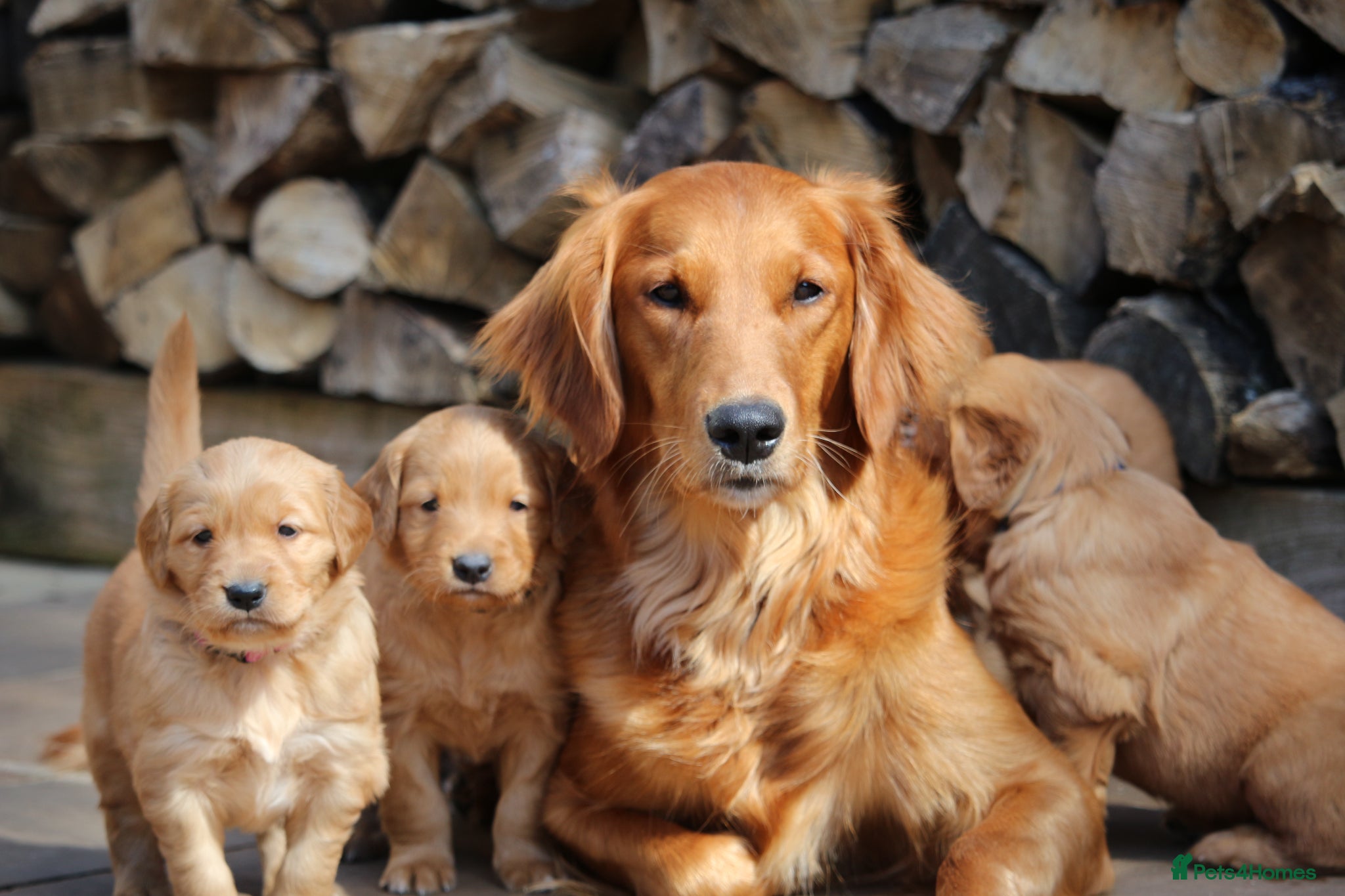 Golden Retriever dogs KC Registered Working Golden Retriever Puppies - Advert 4