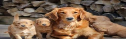 Golden Retriever dogs for sale: KC Registered Working Golden Retriever Puppies - Advert 21