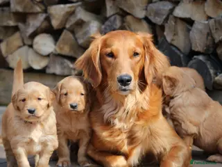 Golden Retriever dogs KC Registered Working Golden Retriever Puppies - Advert 10