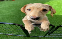 Labrador Retriever dogs for sale: KC Registered Yellow Labrador Puppy – Ready Now! - Image 6