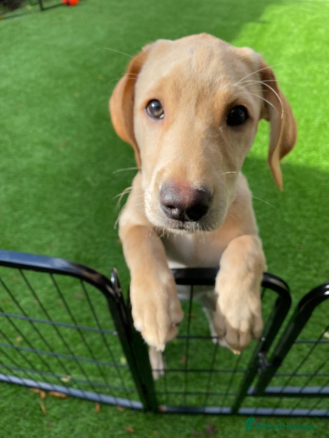 Labrador Retriever dogs for sale: KC Registered Yellow Labrador Puppy – Ready Now! - Image 6