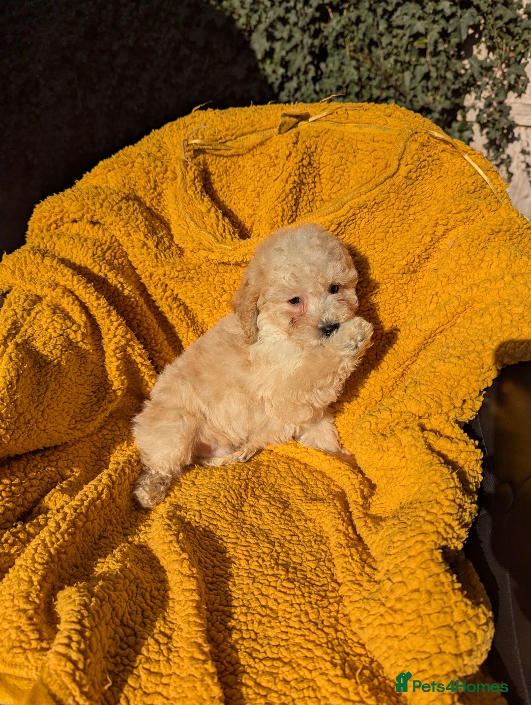 Miniature Poodle dogs for sale: Ready now Kc reg mini poodle pups for sale  - Advert 14