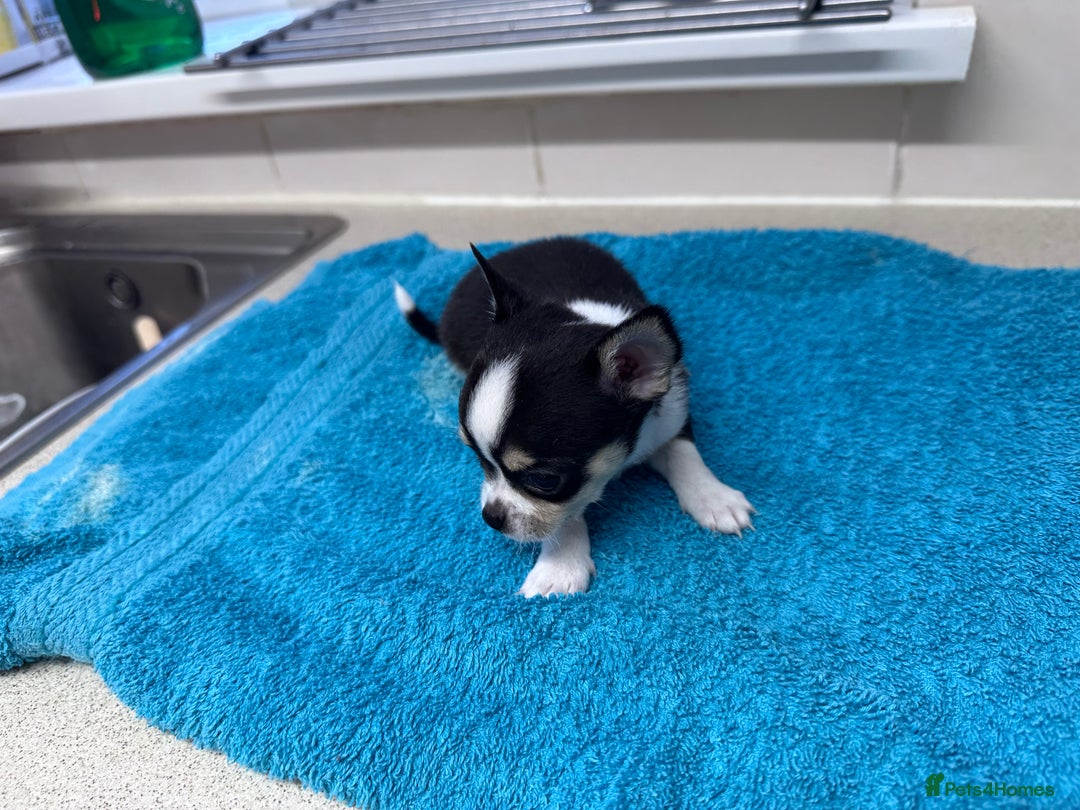 Chihuahua dogs for sale: Chihuahua  - Image 33