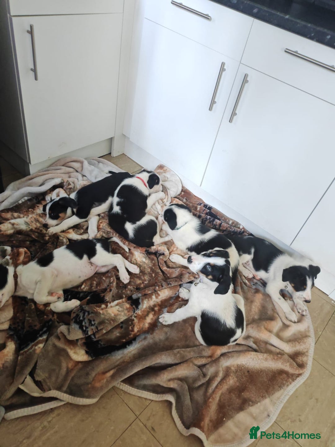 Border Collie dogs for sale: Border collie puppies  - Image 3