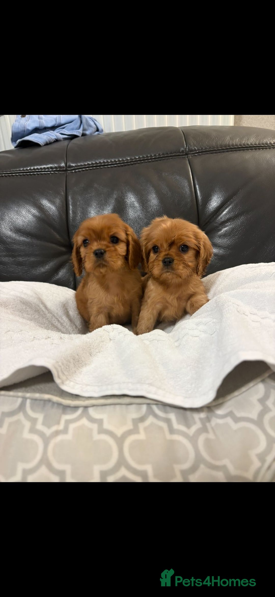 Cavalier King Charles Spaniel dogs for sale: Stunning King Charles cavalier pups (ruby)  - Image 6