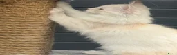 Ragcoon cats for sale: Stunning Ragcoons (Ragdoll x Mainecoon) Kittens in Woodhall Spa - Advert 12