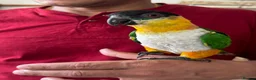 Mixed Breed birds for sale:  Birds for sale. Please read the description full  - Advert 5