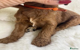 Goldendoodle dogs for sale: Outstanding Quality health tested Goldendoodles  - Image 25
