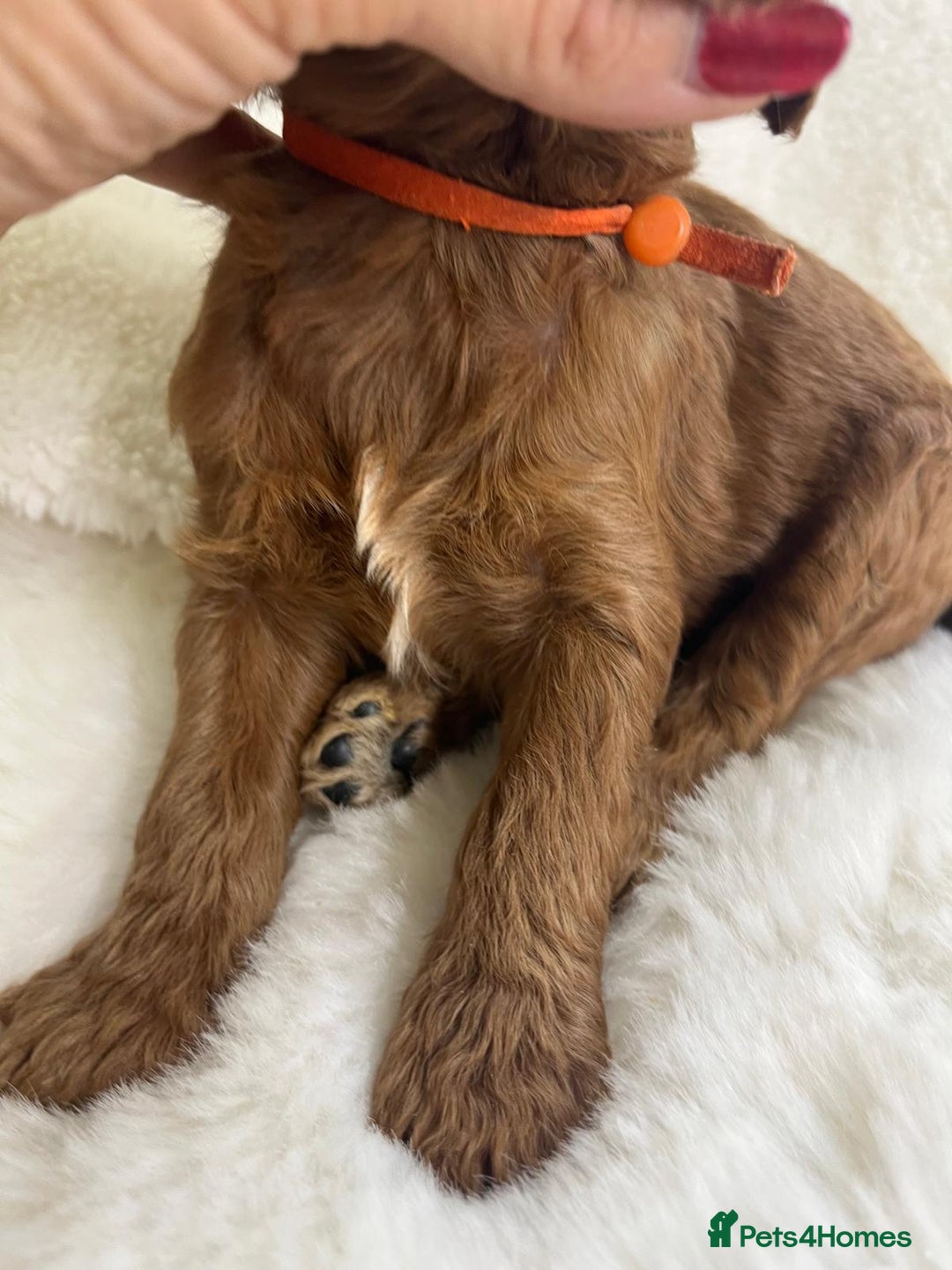 Goldendoodle dogs for sale: Outstanding Quality health tested Goldendoodles  - Image 25