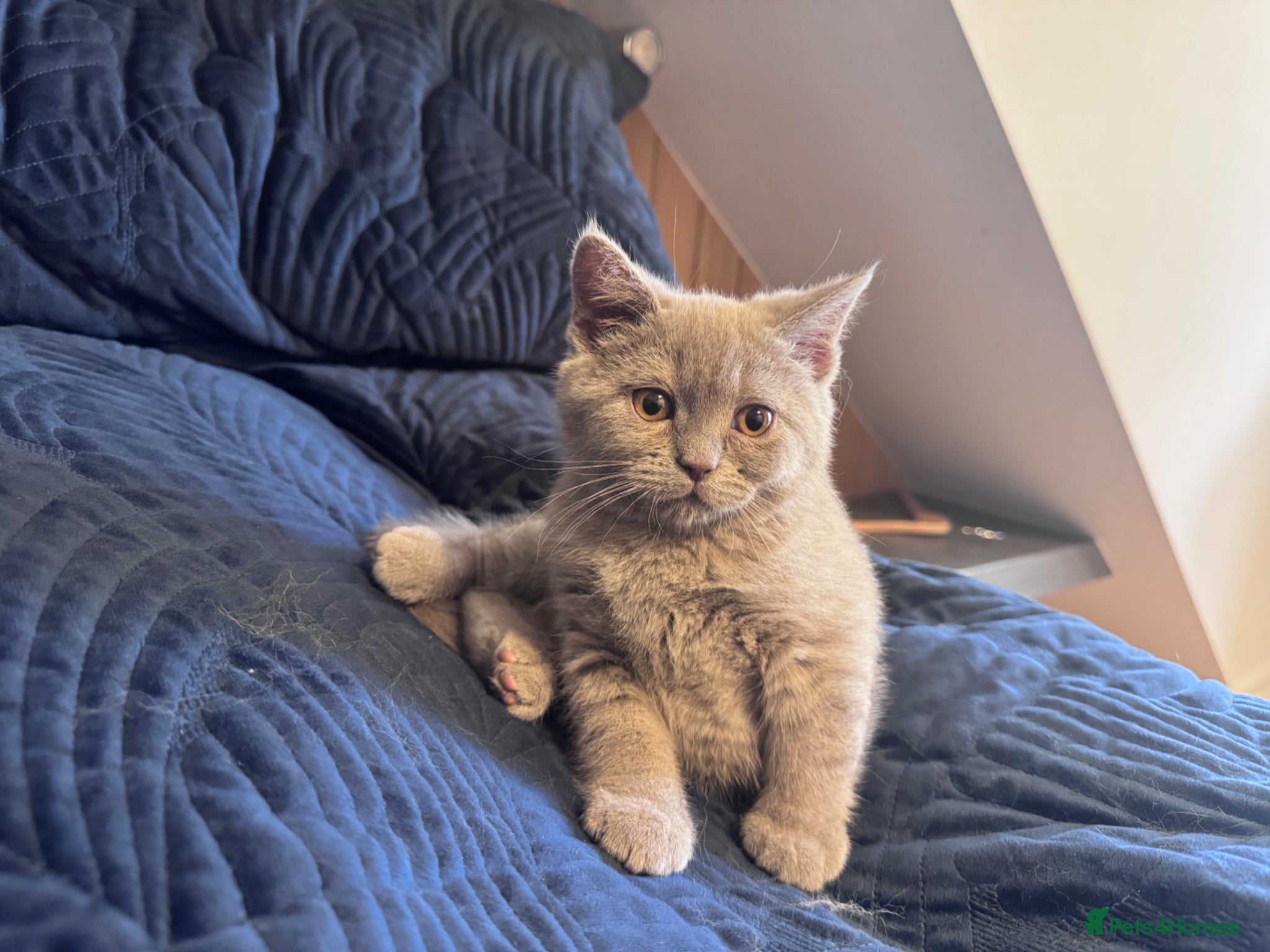 British Shorthair cats for sale: Pedigree British Short Hair kitten  - Advert 6