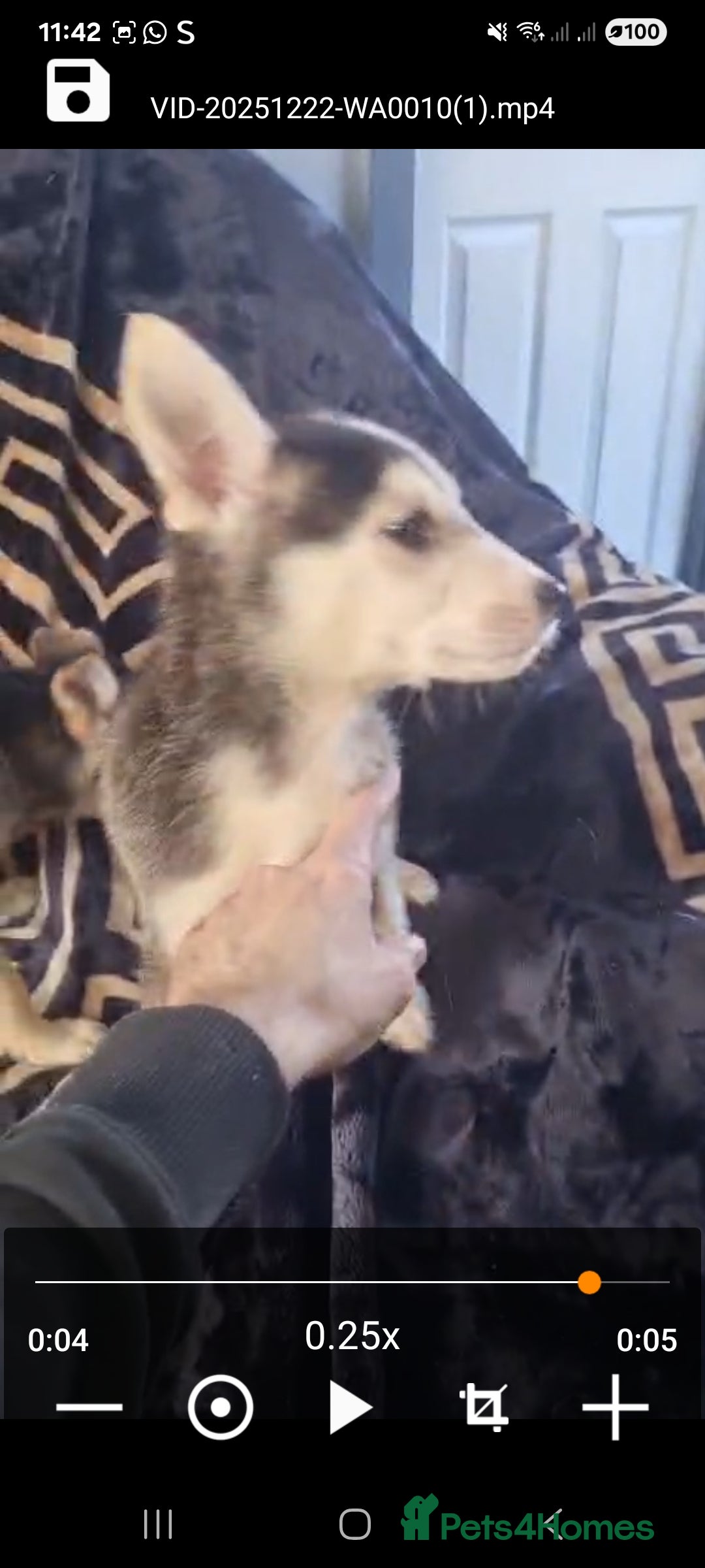 Shepsky dogs for sale: Shepsky puppies  - Advert 1