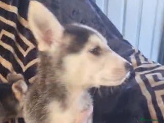 Shepsky dogs Shepsky puppies - Advert 2