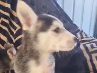 Shepsky dogs Shepsky puppies - Advert 10