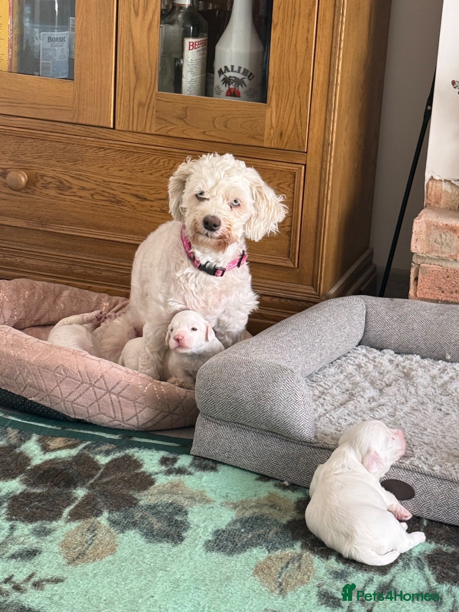 Bichon Frise dogs Puppies  - Advert 1