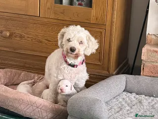 Bichon Frise dogs Puppies - Advert 1