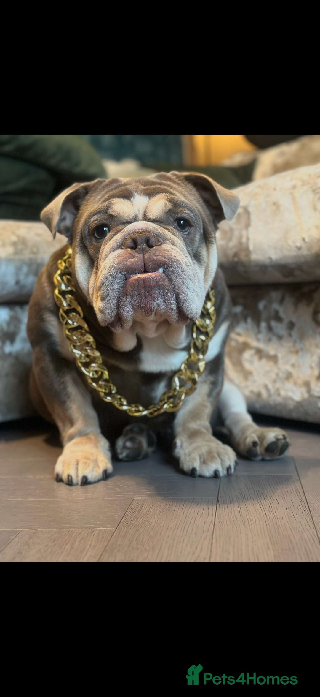 English Bulldog dogs for sale: English lilac bulldogs  - Advert 2