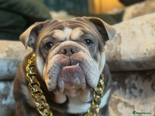 English Bulldog dogs English lilac bulldogs - Advert 3