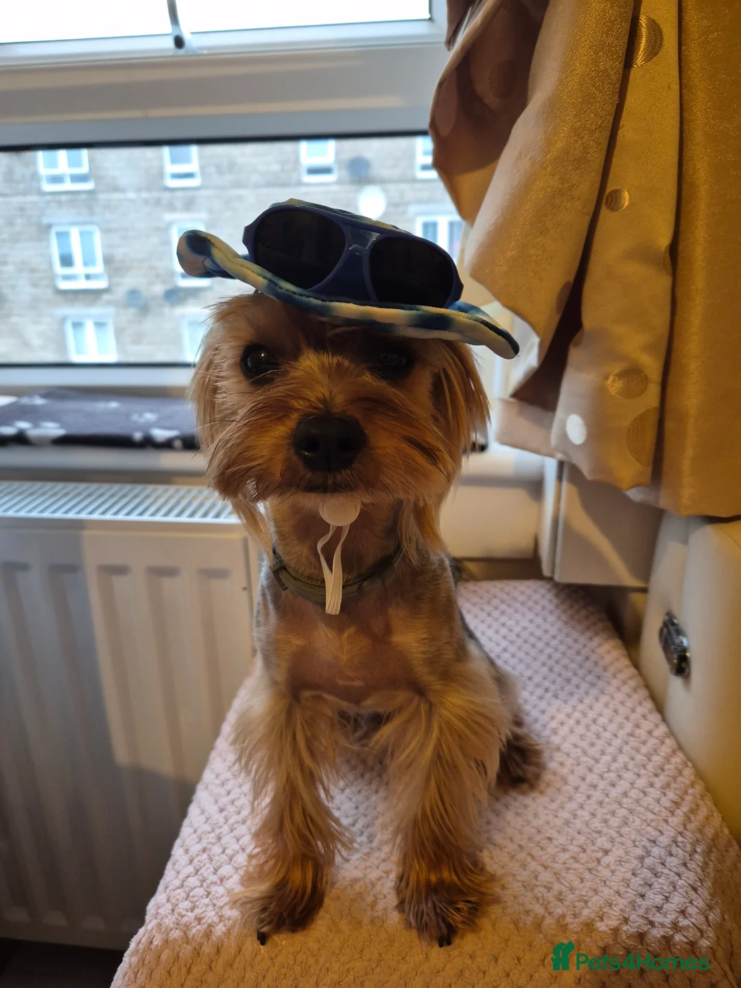 Yorkshire Terrier dogs for stud: Whisky search for love - Advert 2