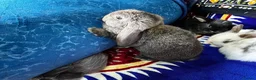 Mini Lop rabbits for sale: Mini lop rabbit  - Advert 3