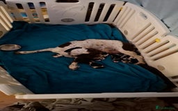 Mixed Breed dogs for sale: Spingalier pups - Image 6