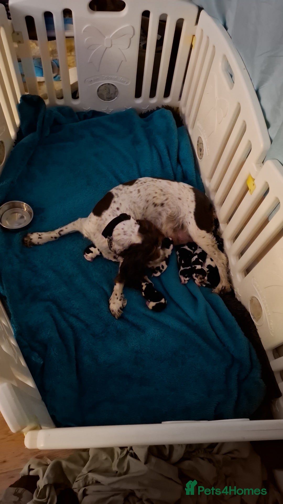 Mixed Breed dogs for sale: Spingalier pups - Image 6