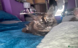 Maine Coon cats for sale: TICA registered Maine coon kittens  - Image 22