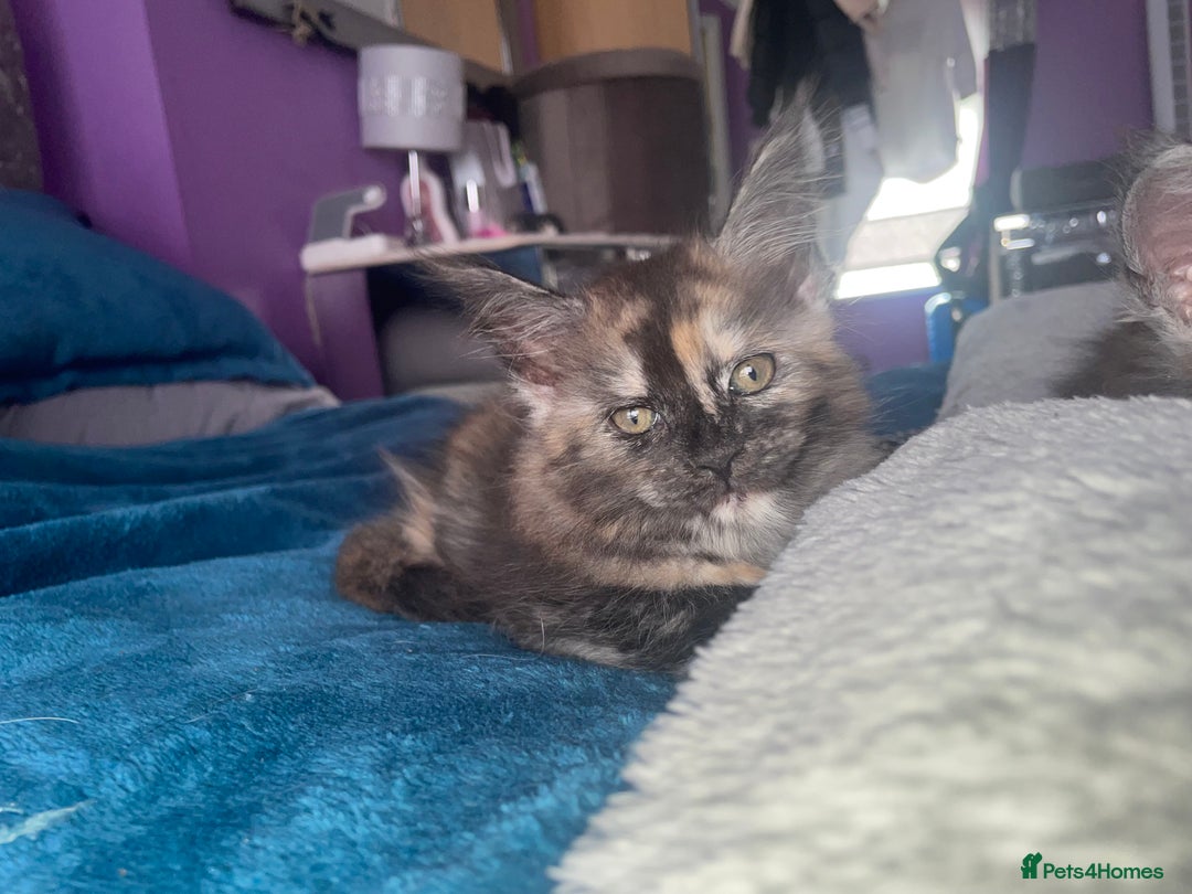 Maine Coon cats for sale: TICA registered Maine coon kittens  - Image 22