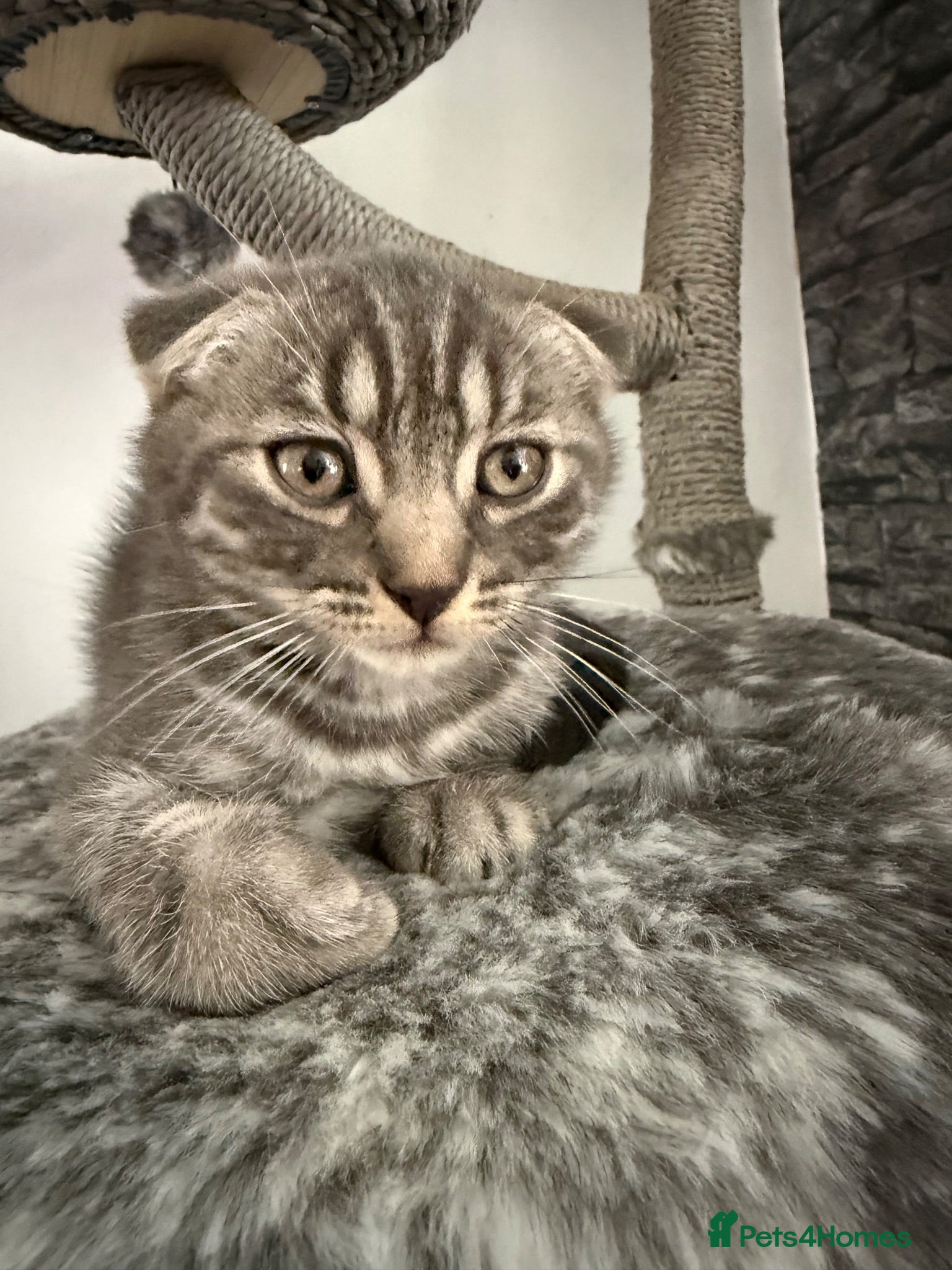 Scottish Fold cats Beautiful Silver Tabby Scottish Fold&Straight boys - Advert 6