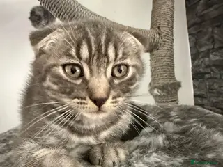 Scottish Fold cats Beautiful Silver Tabby Scottish Fold&Straight boys - Advert 6