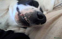 Pointer dogs for adoption: Charlie is looking for his forever home  - Image 19