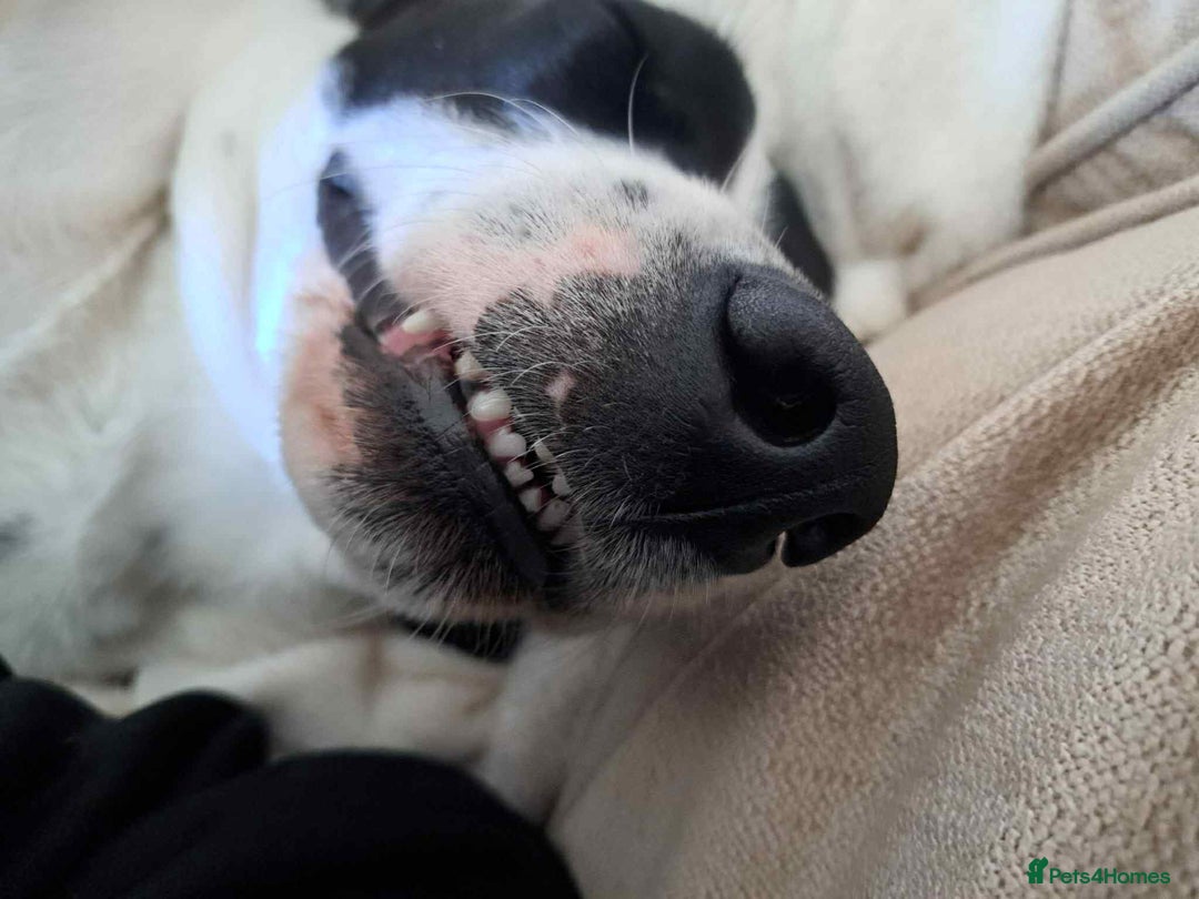 Pointer dogs for adoption: Charlie is looking for his forever home  - Image 19