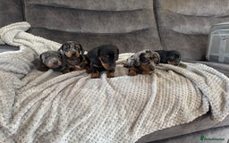 Miniature Dachshund dogs for sale: 5 lovely sausage pups - Image 1