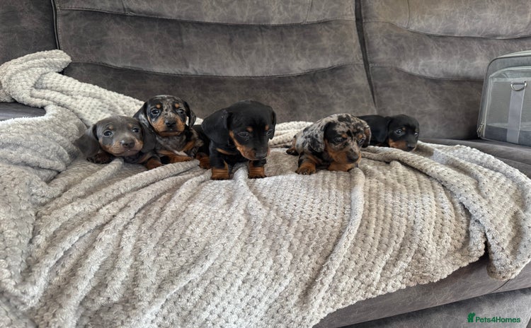 Miniature Dachshund dogs - Advert 8