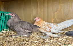 Chickens poultry for sale: Sablepoot Booted Bantam Pullets & Cockerels - Image 10