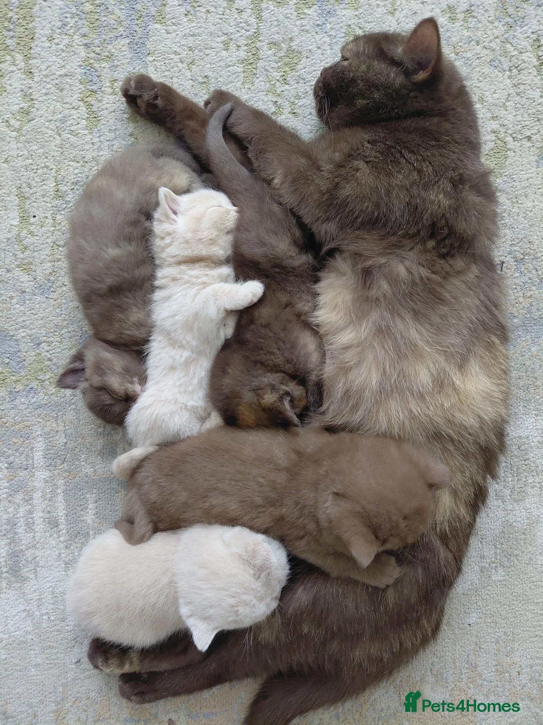 Brazilian Shorthair cats for sale: 5 British shorthair kittens - Advert 2