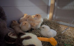 Chickens poultry for sale: 4 Buff Orpington Cockerels 6 weeks old - Image 9